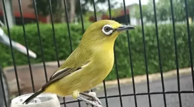 Fakta Menarik Burung Pleci Yang Jarang Di Ketahui Orang