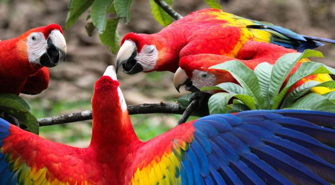 Mengenal Burung Scarlet Macaw Burung dengan Warna Bulu Solid