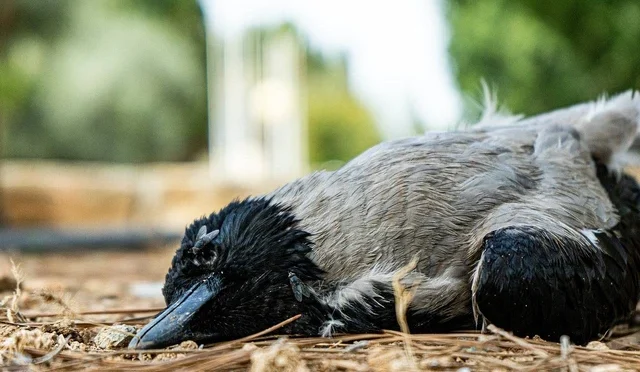 Tips dan Cara Mengobati Burung Sakit yang Efektif