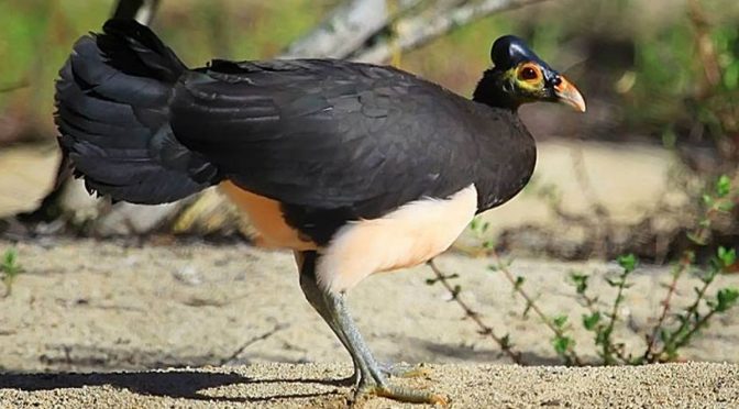 Mengenal Burung Maleo Senkawor yang Terancam Punah
