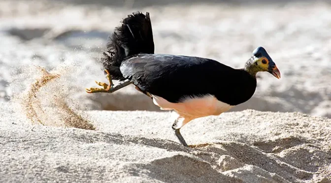 Kenalan Dengan Burung Maleo, Burung Unik Endemik Sulawesi