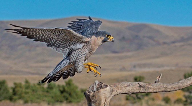 Mengenal Fakta Tentang Burung Falcon yang Wajib Diketahui