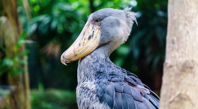Mengenal Burung Shoebill, Burung Paruh Sepatu Yang Misterius