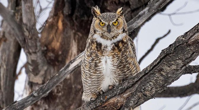 Fakta Menarik Great Horned, Burung Hantu Yang Bisa Terbang Dengan Senyap