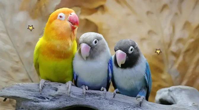 Mengenal Karakteristik Burung Berdasarkan Habitatnya