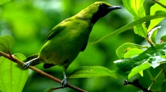 Fakta Menarik Burung Cucak Ijo Yang Tidak Banyak Di Ketahui