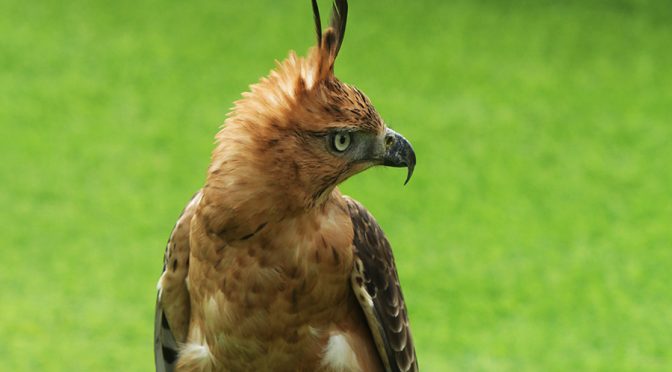 Fakta Menarik Elang Jawa, Burung Pemangsa Inspirasi Lambang Garuda