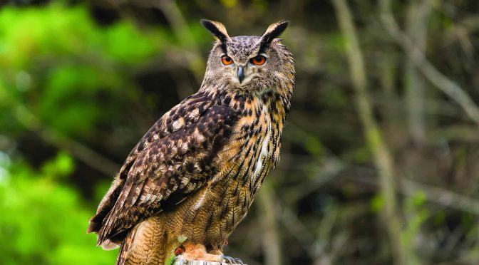 Fakta Menarik Burung Hantu Elang Eurasia, Si Raja Hantu Malam