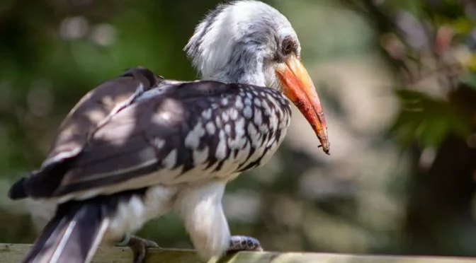 Mengenal Hewan Langka Burung Enggang Endemik Kalimantan