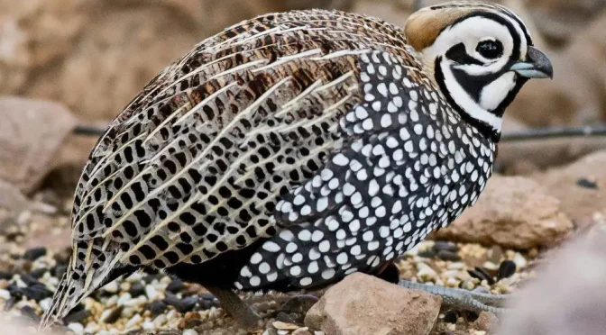 Mengenal Keistimewaan Burung Puyuh Montezuma yang Cantik