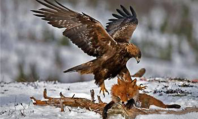 Mengenal Elang Emas yang Dihormati Manusia