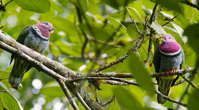 Fakta Walik Kepala Ungu, Merpati Dengan Warna Menarik
