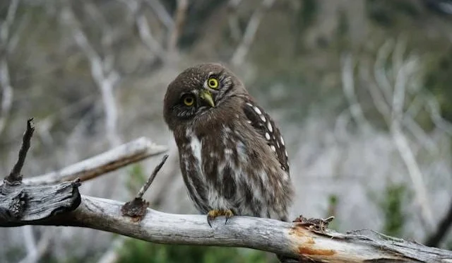 Jenis-Jenis Burung Hantu Di Indonesia Yang Bisa Di Pelihara