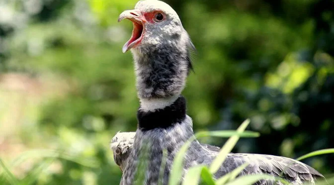 Fakta Menarik Burung Penjerit, Burung Berisik Dari Amerika Selatan