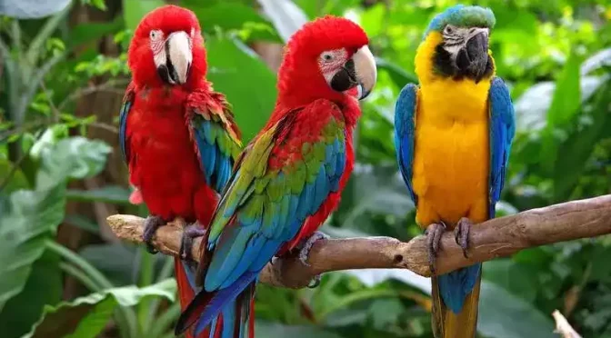 Daftar Harga Burung Macaw Berdasarkan Harganya 2025