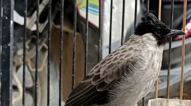 Tips Perawatan Burung Kutilang Yang Perlu Kalian Ketahui