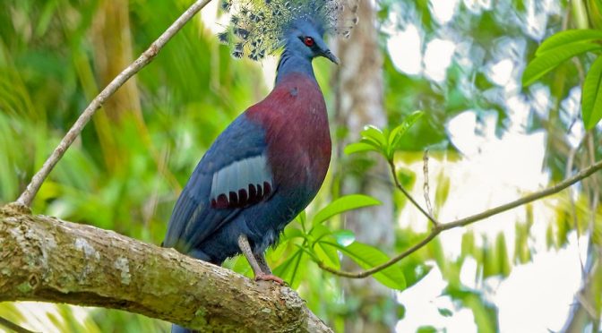 Fakta Menarik Mambruk Victoria, Merpati Bermakota Indah