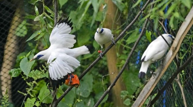 Fakta Menarik Burung Jalak Bali yang Perlu Diketahui