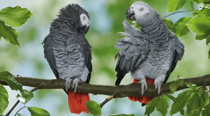 Fakta Menarik Nuri Afrika Yang Perlu Kalian Ketahui