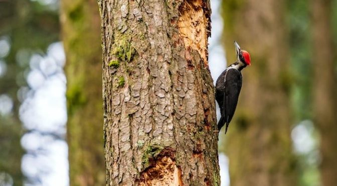 Fakta Menarik Burung Pelatuk Yang Akan Bikin Kalian Terpana