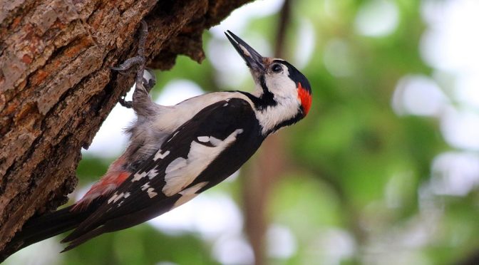 Daftar Burung Pelatuk yang Populer di Indonesia 2025