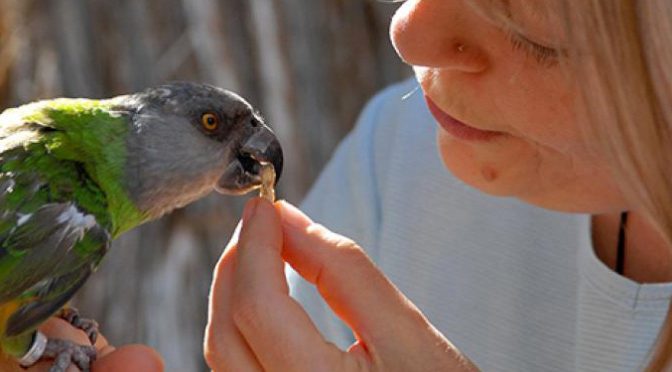 Cara Mengatasi Burung Peliharaan yang Sedang Stress