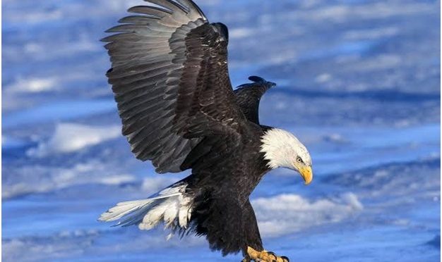 Fakta Menarik Tentang Hewan Burung Elang