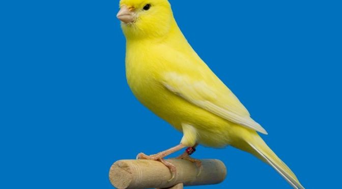 Ada Beberapa Jenis Burung Yang Wajib Kalian Peliharaan