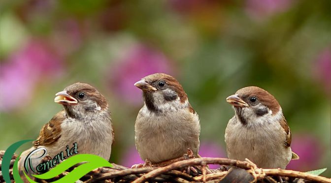 Ada Beberapa Fakta Tentang Hewan Burung Gereja