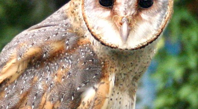 Mengenai Tentang Hewan Burung Hantu Tersebut