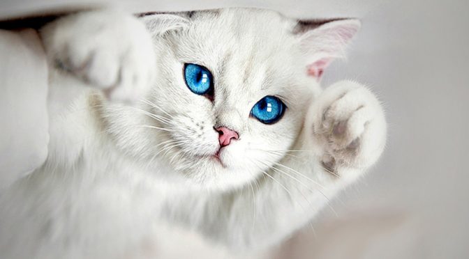 Mengenai Kucing, Jenis Dan Keperawatannya