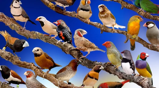 Jenis-Jenis Burung Di Berbagai Negara Yang Menarik