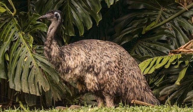 Mengenal Fakta Menarik Seputar Burung Emu Australia