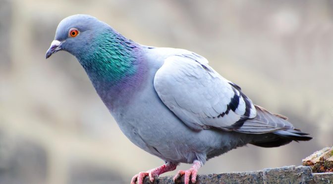 Mengenai Hewan Burung Pombo Dan Jenis-Jenis