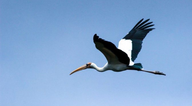 Fakta Menarik Dibalik Burung Purba Bangau Kepala Batu