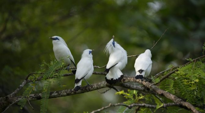 Fakta Menarik Tentang Burung Jalak Bali Yang Di Ketahui