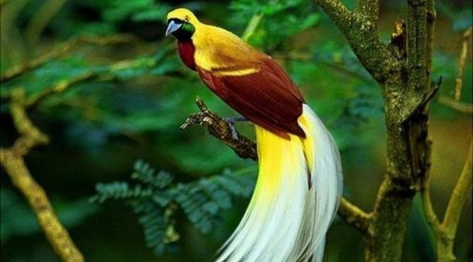 Fakta Unik Tentang Burung Cendrawasih Yang Harus Di Ketahui