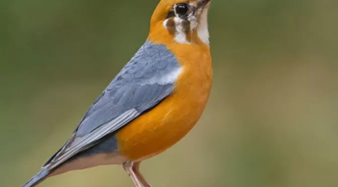 Fakta Unik Burung Anis Merah Yang Harus Di Ketahui