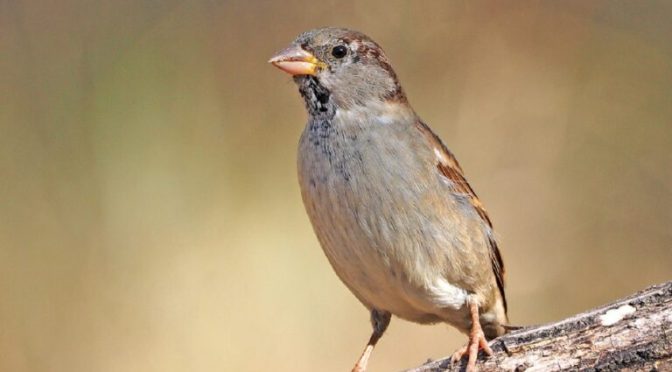 Fakta Menarik Tentang Hewan Burung Pipit