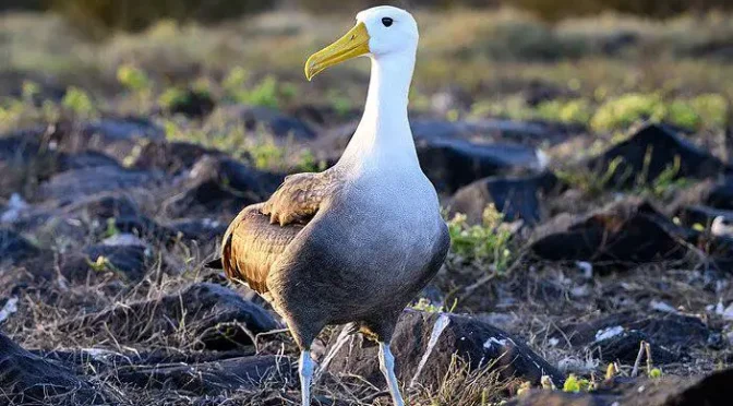 Fakta Menarik Burung Albatros yang Bisa Tidur sambil Terbang