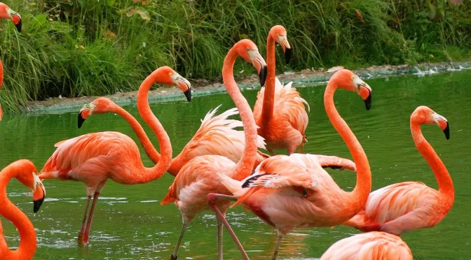 Fakta Menarik Burung Flamingo Yang Harus Kalian Ketahui