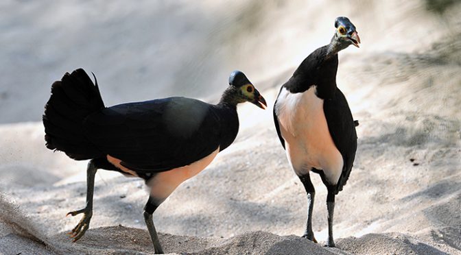 Fakta Menarik Burung Maleo Endemik Asli Indonesia