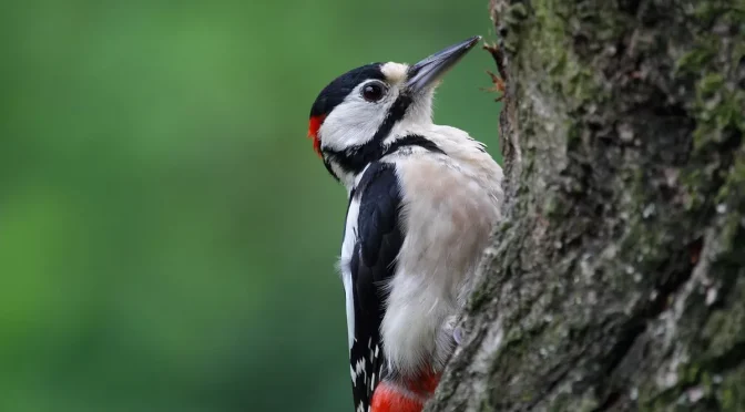 Fakta Menarik Burung Pelatuk Yang Harus Di Ketahui