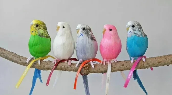 Fakta Menarik Burung Parkit Yang Belum Di Ketahui