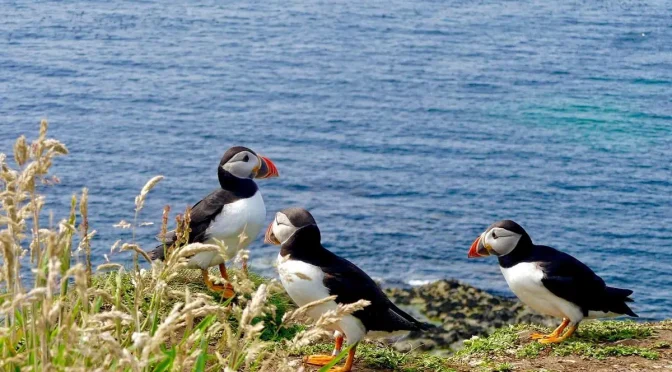 Fakta Menarik Burung Puffin Burung Laut Menggemaskan