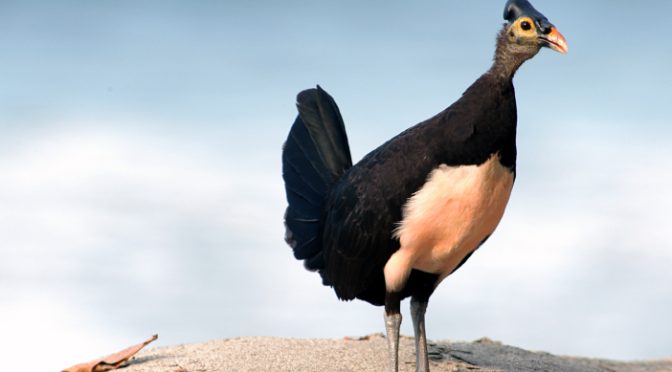 Fakta Menarik Burung Maleo Yang Harus Di Ketahui