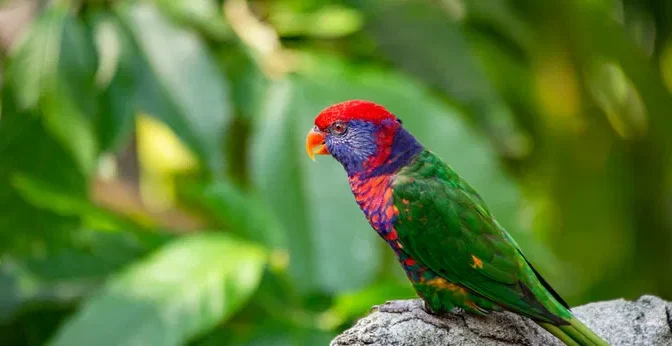 Fakta Menarik Rainbow Lorikeet Yang Belum Kalian Ketahui