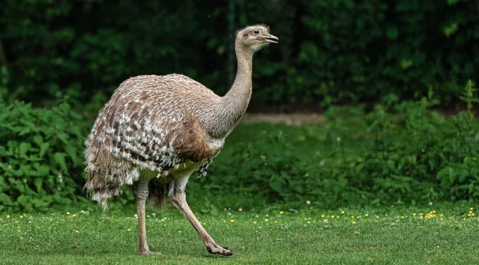 Fakta Menarik Burung Rhea Yang Belum Di Ketahui
