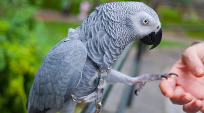 Jenis Burung Paling Cerdas Di Dunia Yang Harus Di Ketahui