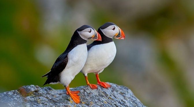 Fakta Menarik Burung Puffin Yang Harus Di Ketahui